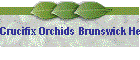Crucifix Orchids Brunswick Heads